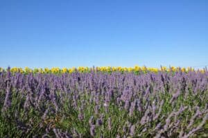 cc by Alpes de Haute Provence