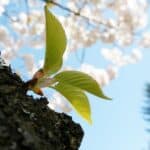 cc by morning_rumtea